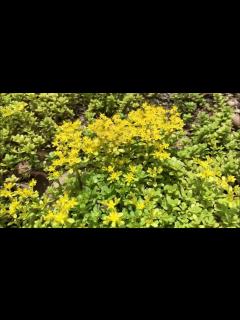 [x]マルバマンネングサ（2023年6月29日） - YouTube