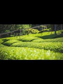 [x]新宮茶ができるまで / お茶摘み〜加工｜愛媛県四国中央市新宮町（旧新宮村） - YouTube