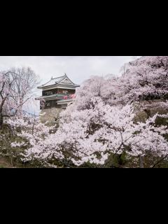 [x]春爛漫！上田市内の花の名所6選 | 信州上田観光協会
