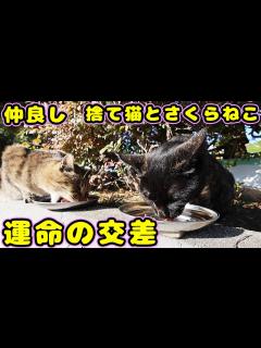 [x]仲良く共に生きる捨てられたサビ猫と温厚なさくらねこにごはんをあげたらおいしそうに食べた - YouTube