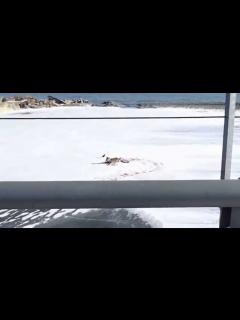 [x]交通事故による瀕死のエゾ鹿① - YouTube