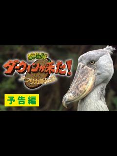 [x]映画『劇場版 ダーウィンが来た！ アフリカ新伝説』予告 - YouTube