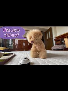 [x]帯状疱疹に襲われた日々の中で【犬一匹とアラカン一人】 - YouTube