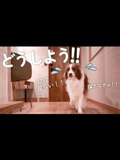 [x]久しぶりのお泊まりではしゃぎすぎてパパを見失ってしまったボーダーコリー💦 - YouTube