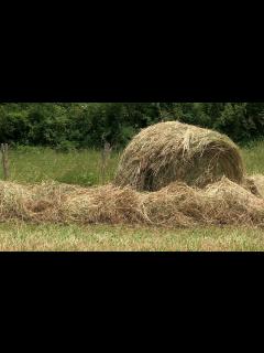 [x]Avec 10 à 15 jours d'avance, la récolte de foin est plus précoce cette ...