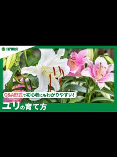 [x]☘128：ユリの育て方｜きれいな花を咲かせるには？水やりや肥料など日々の管理もご紹介 【PlantiaQ&A】植物の情報、育て方をQ&A形式で ...