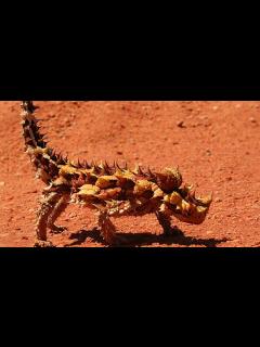 [x]見た目が変わっている動物5選【ゆっくり解説】 - ニコニコ動画