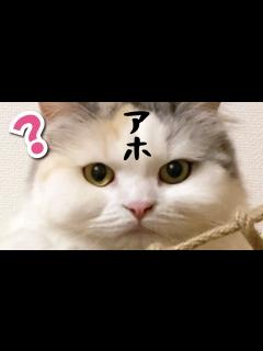 [x]アホには見えないちゅーるをあげてみた【アホ