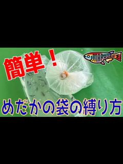 [x]めだかの袋の縛り方 [丸玄] [丸玄めだか] [めだか丸玄] - YouTube