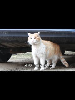 [x]새로운 대장고양이가 된 뚱땅이 - YouTube