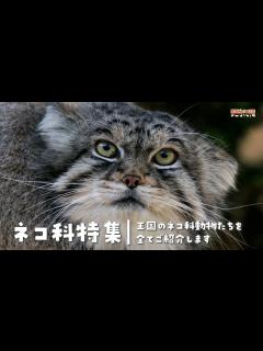 [x]【ネコ科特集】王国のネコ科動物たちをご紹介 - YouTube