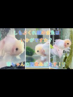 [x]雪ちゃんの写真プレゼントします！（ダウンロードがうまくいかない方はemailで連絡してくださいね！） - YouTube