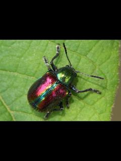 [x]日本の美しい虫たち〜こんなにきれいな虫がいるの？ | スモールズー