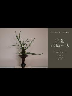 [x]池坊【いけばな Ikebana】冬にいけたい『立花 水仙一色』コレはもう根気の問題!？ひたすらワイヤーを通す動画になってしまった ...