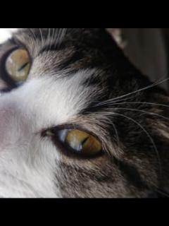 [x]Amazon.com: Beyblade X UX-12 Random Booster Vol.5 : Toys & Games