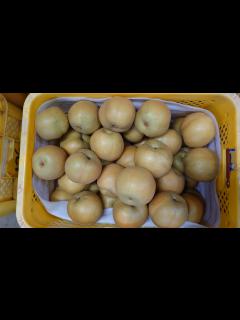 [x]あきあかり梨、収穫・地方発送予約受付中 - フルーツガーデン・イトウ（伊藤果樹園）