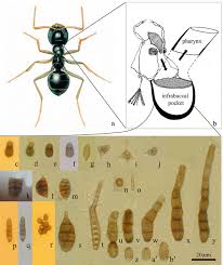 4.10 a: Jet ant (Lasius fuliginosus, picture courtesy from Kenneth ...
