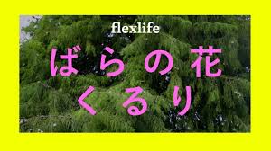 ばらの花 / くるり・by flexlife