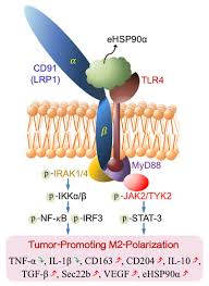 Cells | Free Full-Text | Extracellular HSP90α Induces MyD88 ...